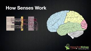 029 A General Overview of How Senses Work [upl. by Enibas]