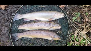 Frensham Trout fishery 1st trip nice Spartic and 3 Brown trout to the net Daves first Brown trout [upl. by Ruamaj]