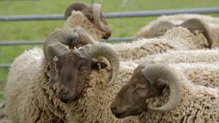 Ancient Manx Loaghtan Sheep Langley Chase Farm Wiltshire England [upl. by Daniel447]