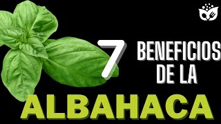 Descubre los Increíbles BENEFICIOS de la ALBAHACA La Hierba Milagrosa para tu Salud 🌿 [upl. by Cirdes]