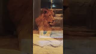 置物のようなパーチェ君🦁が可愛い♪🥰 2024930 円山動物園 [upl. by Einnol]