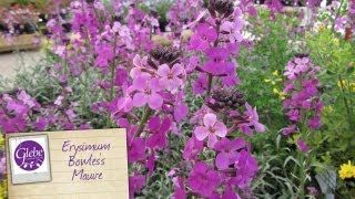 Erysimum Bowless Mauve Perennial Wallflower  Glebe Garden Centre Leicester [upl. by Esinart]