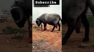 Heavy weight vilayati sheep sheepfarming goat sheepandgoats farming sheepfarm [upl. by Schuster]