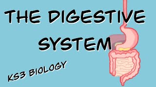 The Digestive System BBC Bitesize KS3 Biology [upl. by Kinelski]