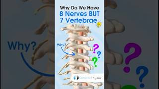 Cervical Nerves vs Vertebrae anatomy cervicalspine physiotharapy physicaltherapy [upl. by Dressler]