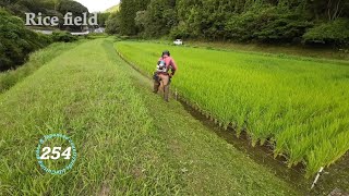 【 Rice Field 】 Grass cutting shindaiwa JPNRK3026PT254cc Chapter254Long bank [upl. by Akiem]