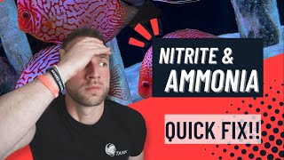 Dealing With Ammonia And Nitrite In Our Aquarium [upl. by Vano]