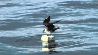 Parasitic Jaeger Arctic Skua  Stercorarius parasiticus [upl. by Ikin]