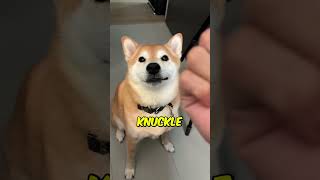 This Shiba got a KNUCKLE SANDWICH yeedasu [upl. by Ellehcil80]