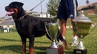 WORLD CHAMPIONS IFR Rottweilers [upl. by Vaish]