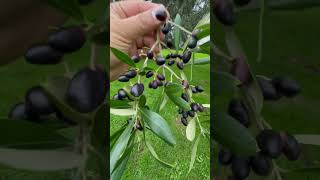 Olive tree with olives How Does it Grow  Different Types of Fruit Trees Auckland New Zealand [upl. by Nollie]