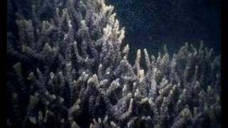 Coral Spawning Ningaloo Marine Park Western Australia [upl. by Notliw]