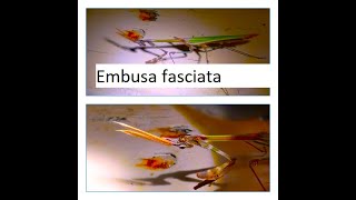 Empusa fasciata by Theo [upl. by Sevart]