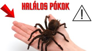 Legveszélyesebb Magyar Pókok 😮⚠️🕷 [upl. by Emelyne]