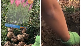 Planting Liatris Bulbs for Summer bloom [upl. by Shadow520]