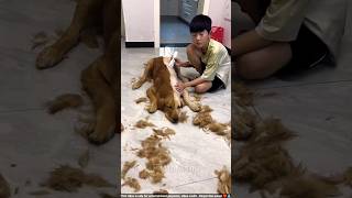 Boy Trimmed Half of His Dog’s Hairs shortsvideo [upl. by Asuncion]