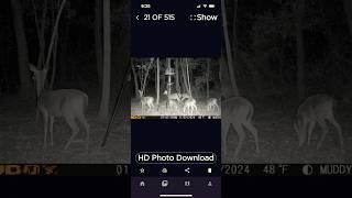 Views From The Deer Camera deer nature outdoors naturelovers whitetaildeer [upl. by Elum795]