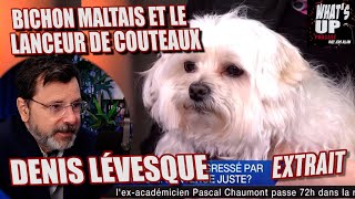 BICHON MALTAIS  Denis Lévesque  Whats Up Podcast Extrait [upl. by Leiad]