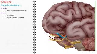 ANATOMIE FMPM NERF OLFACTIF [upl. by Allimaj]