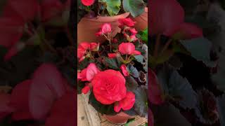 Red Begonia With Flowers  Begonia Plant [upl. by Fiorenza971]