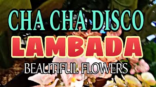 LAMBADA CHA CHA DISCO REMIX  BEAUTIFUL FLOWERS [upl. by Duax]