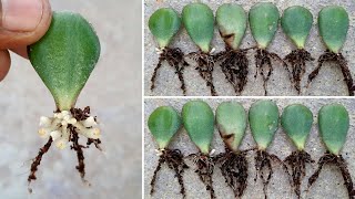 lucky plant crassula ovata leaves propagation  crassula ovata growing tips  jade plant [upl. by Jocelin]