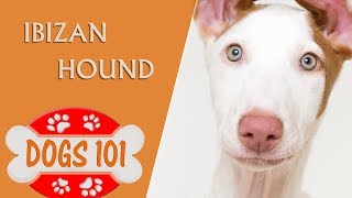 Dogs 101  IBIZAN HOUND  Top Dog Facts About the Ibizan Hound [upl. by Ihcego7]