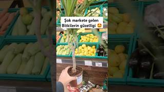 Salon bitkileri gelmiş şok marketde şokmarket bitki salonbitkileri reklamyok superfikirrbitki [upl. by Yssim]