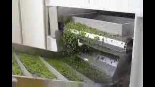 Frozen Pea Processing Plant by BAJAJ PROCESSPACK LIMITED [upl. by Fatsug897]