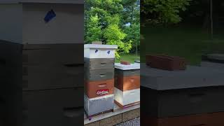 May 31st Apiary walk around Did I find anything [upl. by Vena713]