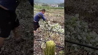 Processing of Plant Raw Materials for Hemp Ropeinfinitecraft infinite craft crafts crafttools [upl. by Berenice649]