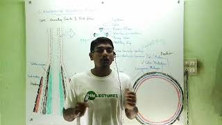 Secondary growth in dicot stem in Malayalam [upl. by Lalat]