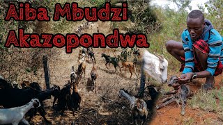 Aiba Mbudzi Akazopondwa ZimbabweConfessions [upl. by Nwahsirhc645]