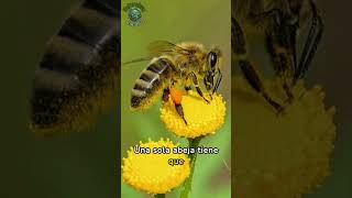 🌼🐝 Misterios de la polinización La importancia vital de las abejas en nuestro ecosistema 🌎🍯✨ [upl. by Larianna]