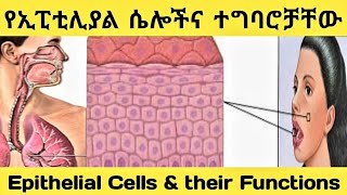 የኢፒቲሊያል ሴሎች እና ተግባሮቻቸው።Epithelial Cells amp thier Functions Grade 9 Biology Lesson Unit 2 [upl. by Erihppas]