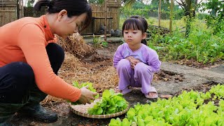 How to Grow Lettuce and Care for Your Vegetable GardenLiving with Nature [upl. by Rats]