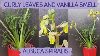 ALBUCA SPIRALIS Frizzle Sizzle Turning Brown Albuca Spiralis not curling Is Albuca a succulent [upl. by Nosle]