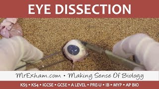 Eye Dissection  GCSEA LevelIB Biology [upl. by Naga]