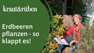 Erdbeeren pflanzen 🍓  Unsere BiogartenWelt [upl. by Auqined186]