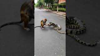 Monkey and Python Play in the Streetmonkey python anime wildlife [upl. by Sacksen]