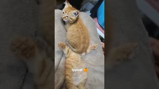 🐱 normal cat behaivor  Funny and cute cat [upl. by Kolivas]