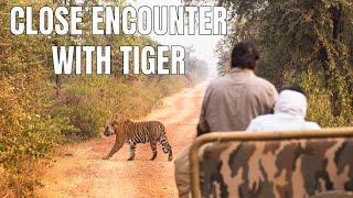 Tiger Sighting at Sariska Tiger Reserve  Man on Bike in front of Wild Tiger ST21 [upl. by Relyat]