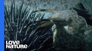 Coral Killing CrownofThorns Starfish Destroyed By Giant Snail [upl. by Eive]