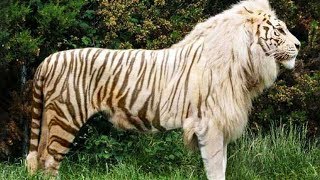 10 Awesome Hybrid Animals That Actually Exist [upl. by Isman44]