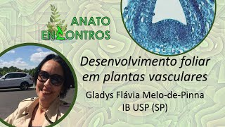 Desenvolvimento foliar em plantas vasculares [upl. by Aroda570]