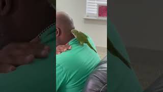 Hanging Out With Pop 🙂Bacon Pancakes cute birds funny pets play parrot [upl. by Aztiram]