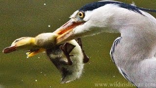 Duckling cant escape being noticed and eaten by hunting heron [upl. by Anaiq]