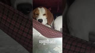 Kuchh to bataa years zindgi🥹🥹puppy beagle shorts [upl. by Carry]