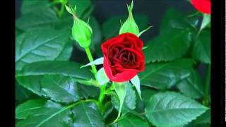 Blooming Red Rose Timelapse [upl. by Dunston]