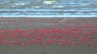 Red crabs in delta of Mandarmani where river Soula meeting Bay of Bengal [upl. by Carleen219]